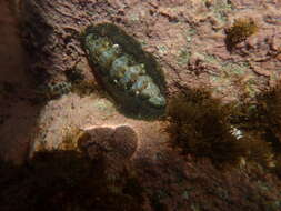 Image of black chiton