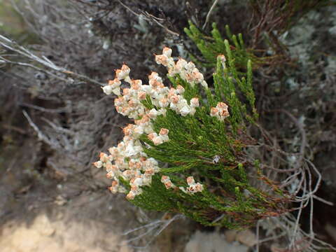 Image of Erica pseudocalycina Compton