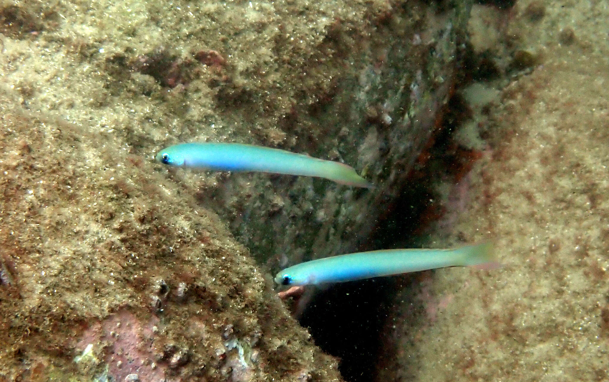 Image of Lyre-tail dart goby