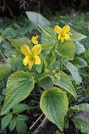 Image de Viola acutifolia (Kar. & Kir.) W. Beck.