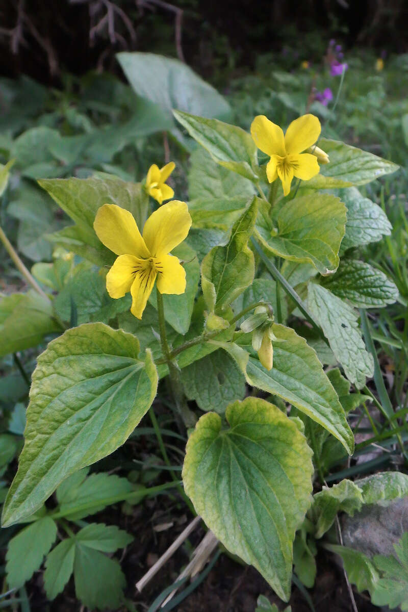 صورة Viola acutifolia (Kar. & Kir.) W. Beck.