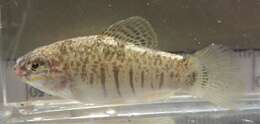 Image of Goldspotted killifish