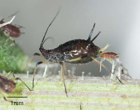 Image of Aphid