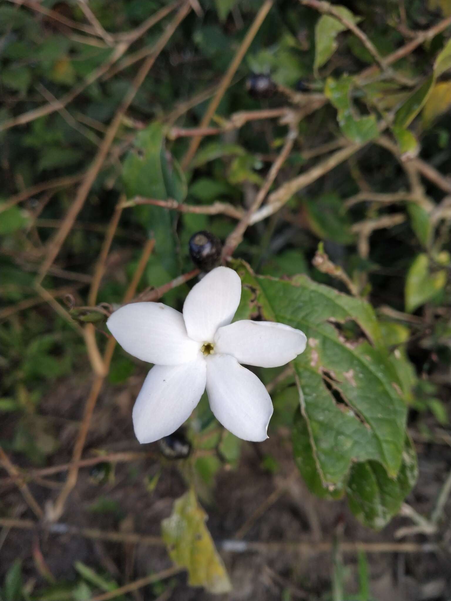 Image of bengal coffee