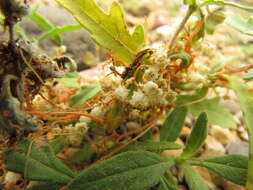 Cuscuta cuspidata Engelm. & Gray resmi