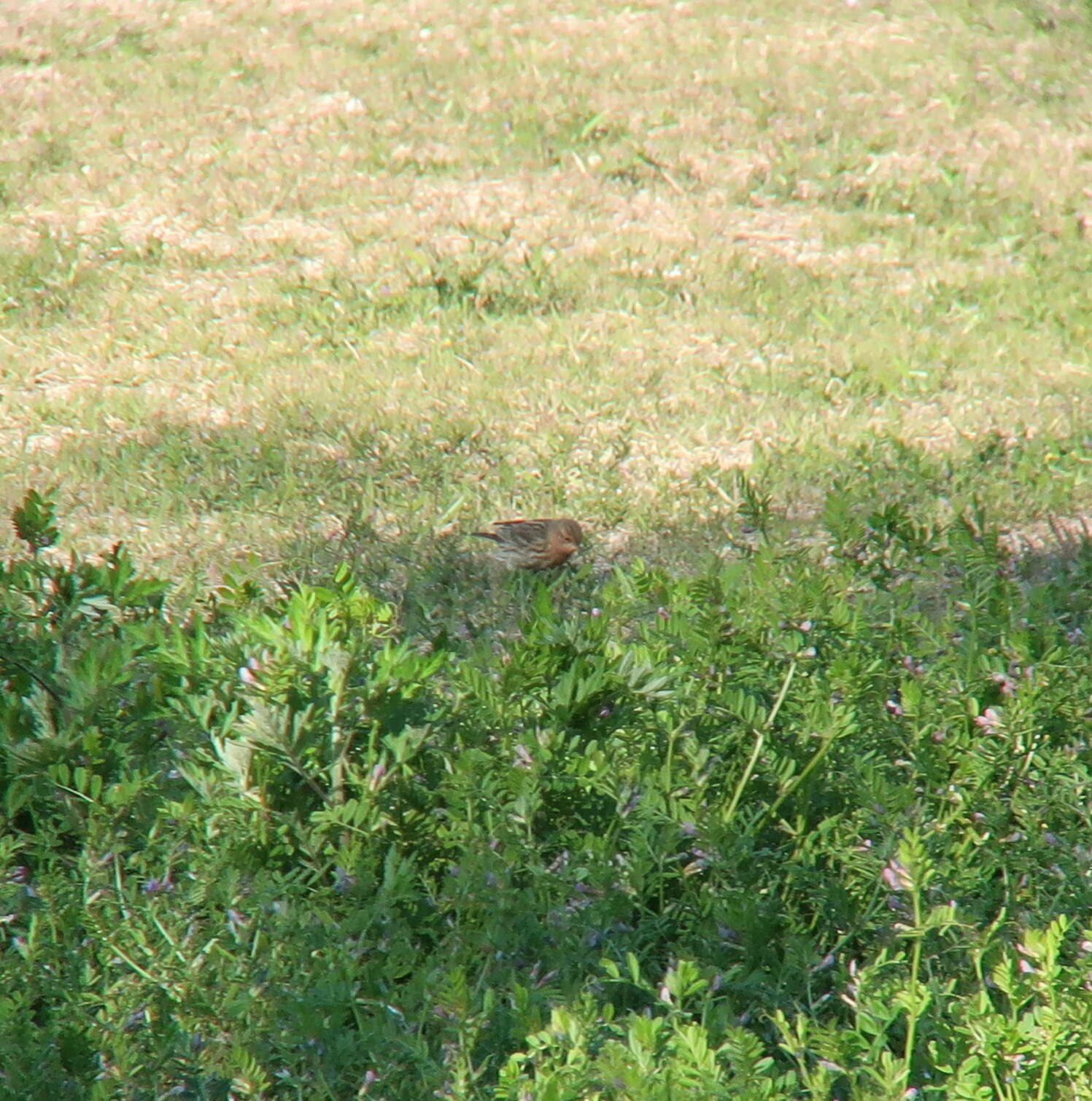 Image of Red-throated Pipit