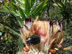 Imagem de <i>Trichostetha <i>fascicularis</i></i> fascicularis