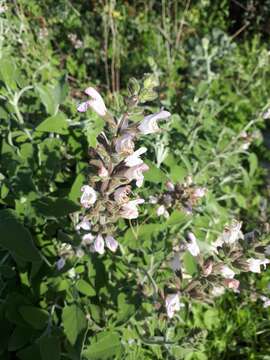 Imagem de Salvia fruticosa Mill.