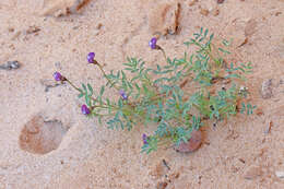 Sivun Astragalus sesquiflorus S. Wats. kuva