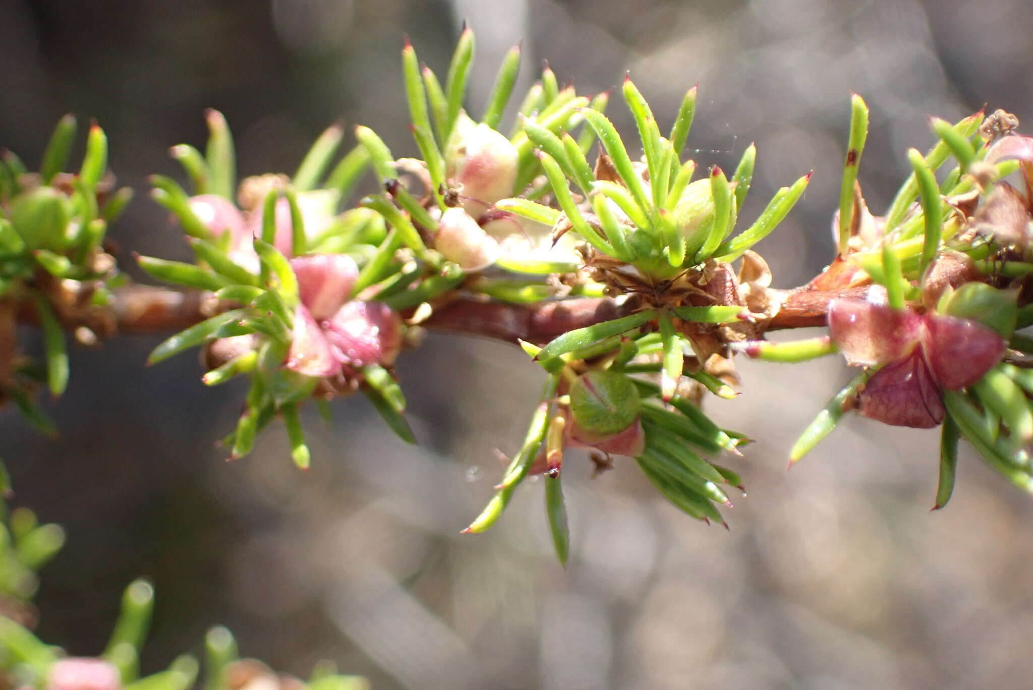 Imagem de Cliffortia filifolia L. fil.