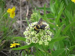 Слика од Bombus fraternus (Smith 1854)