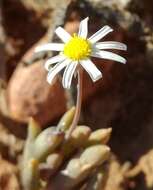 Image de Crassothonna capensis (L. H. Bailey) B. Nord.