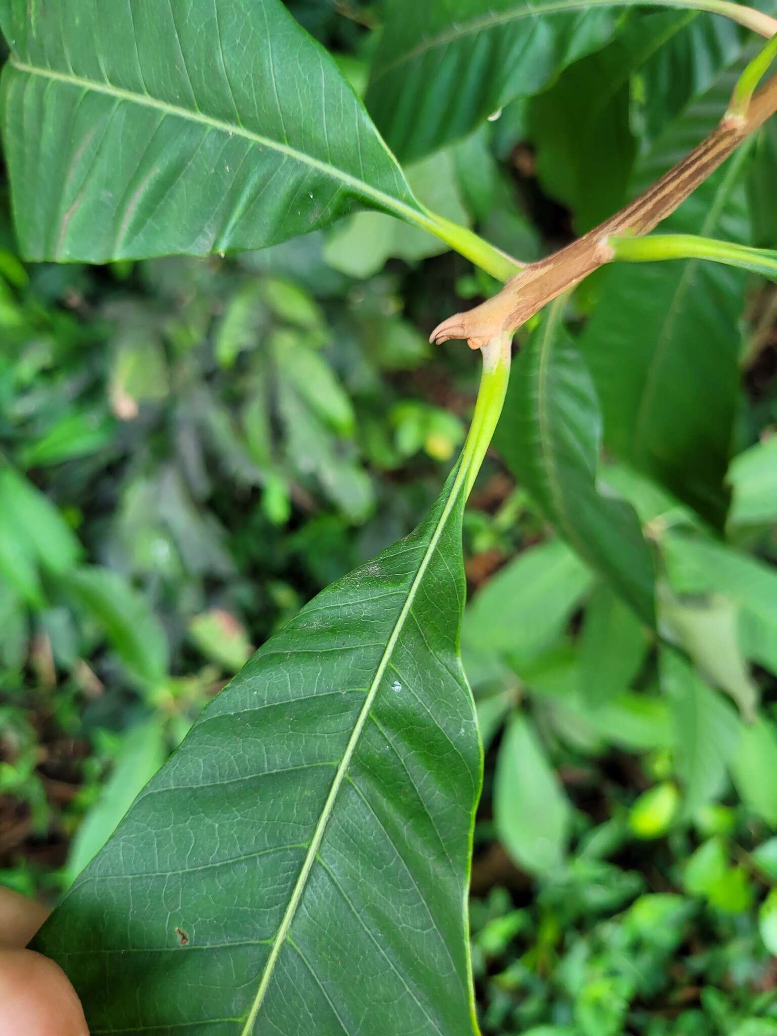 Image of Pouteria macrophylla (Lam.) Eyma