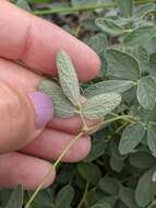 Image of small-leaf snoutbean