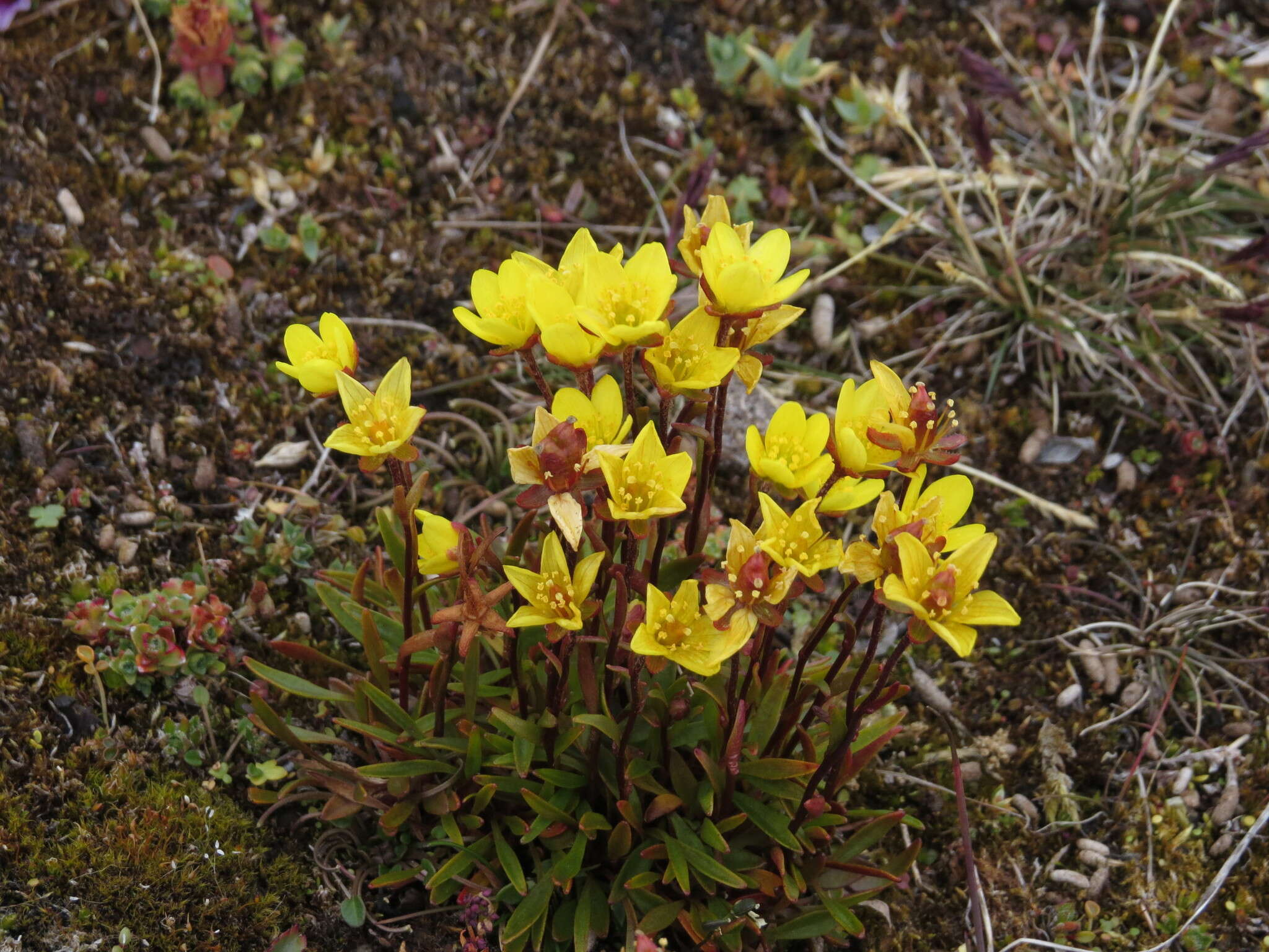 Saxifraga hirculus L. resmi