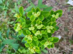 Image of Euphorbia austriaca A. Kern.