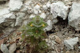 Image of subalpine eyebright