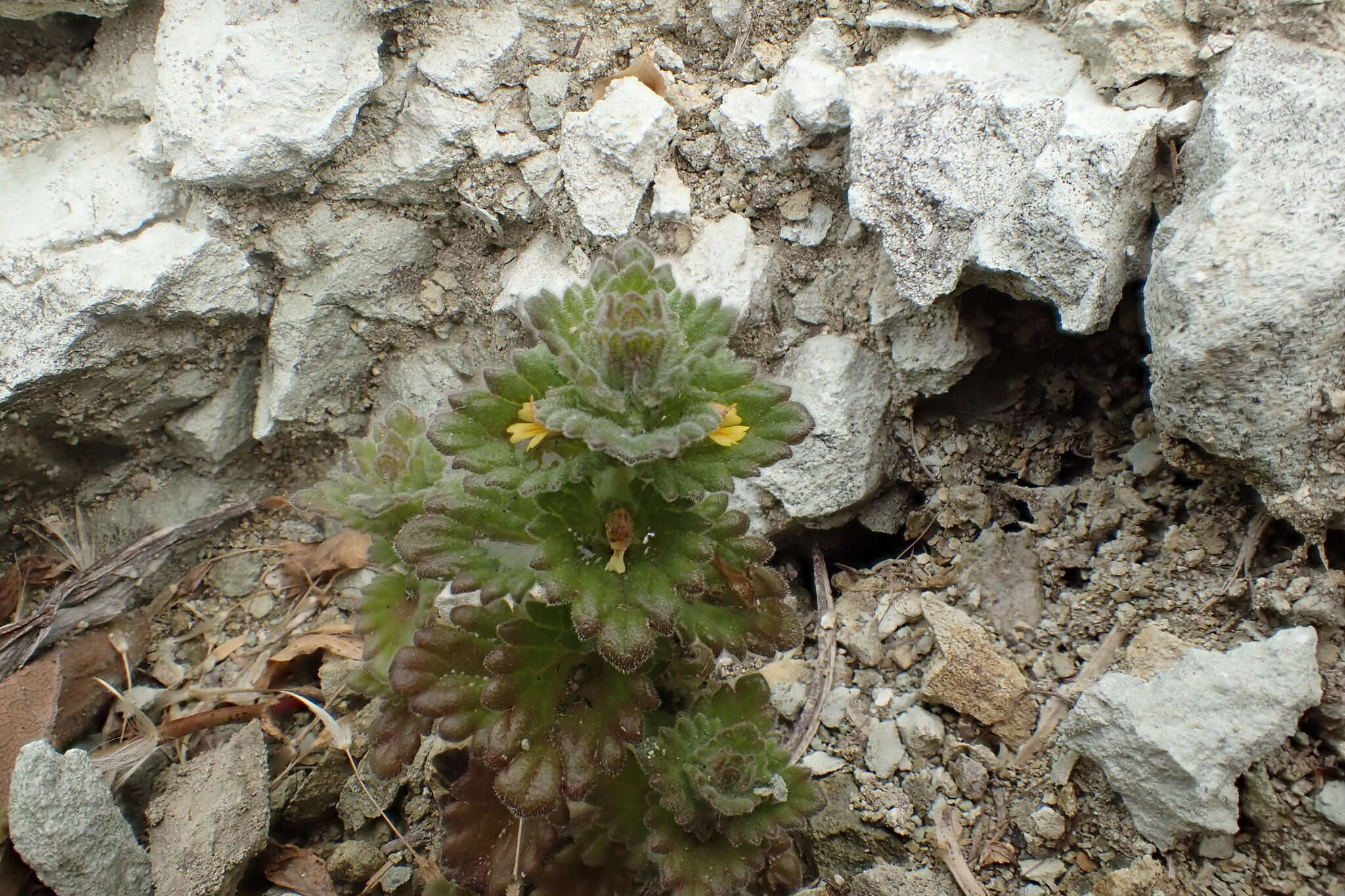 Image of subalpine eyebright