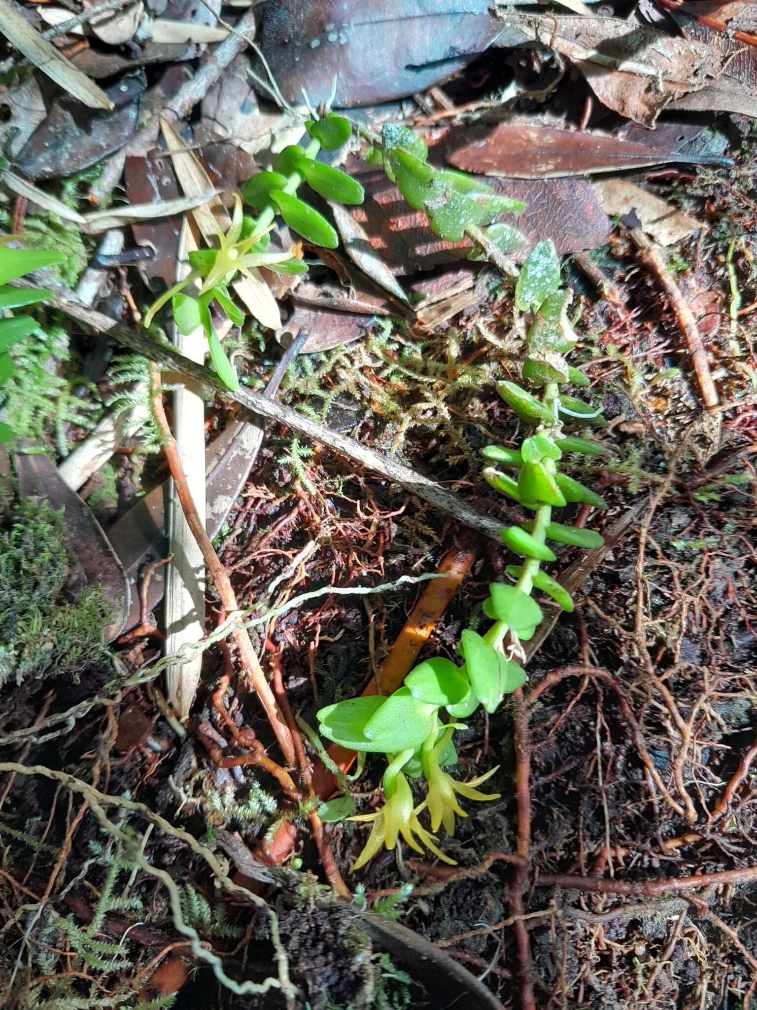 Imagem de Angraecum triangulifolium Senghas