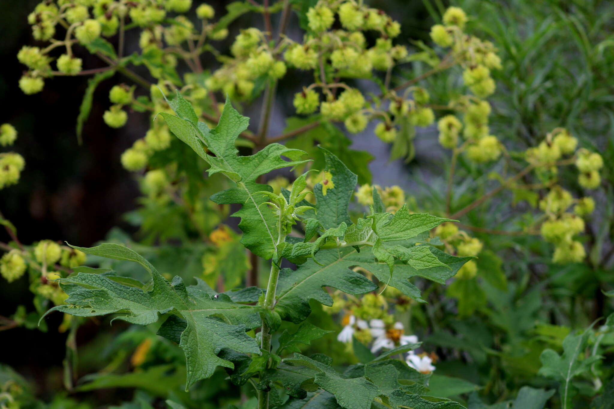 Image of Montanoa grandiflora (DC.) Hemsl.