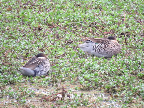 Image of Silver Teal