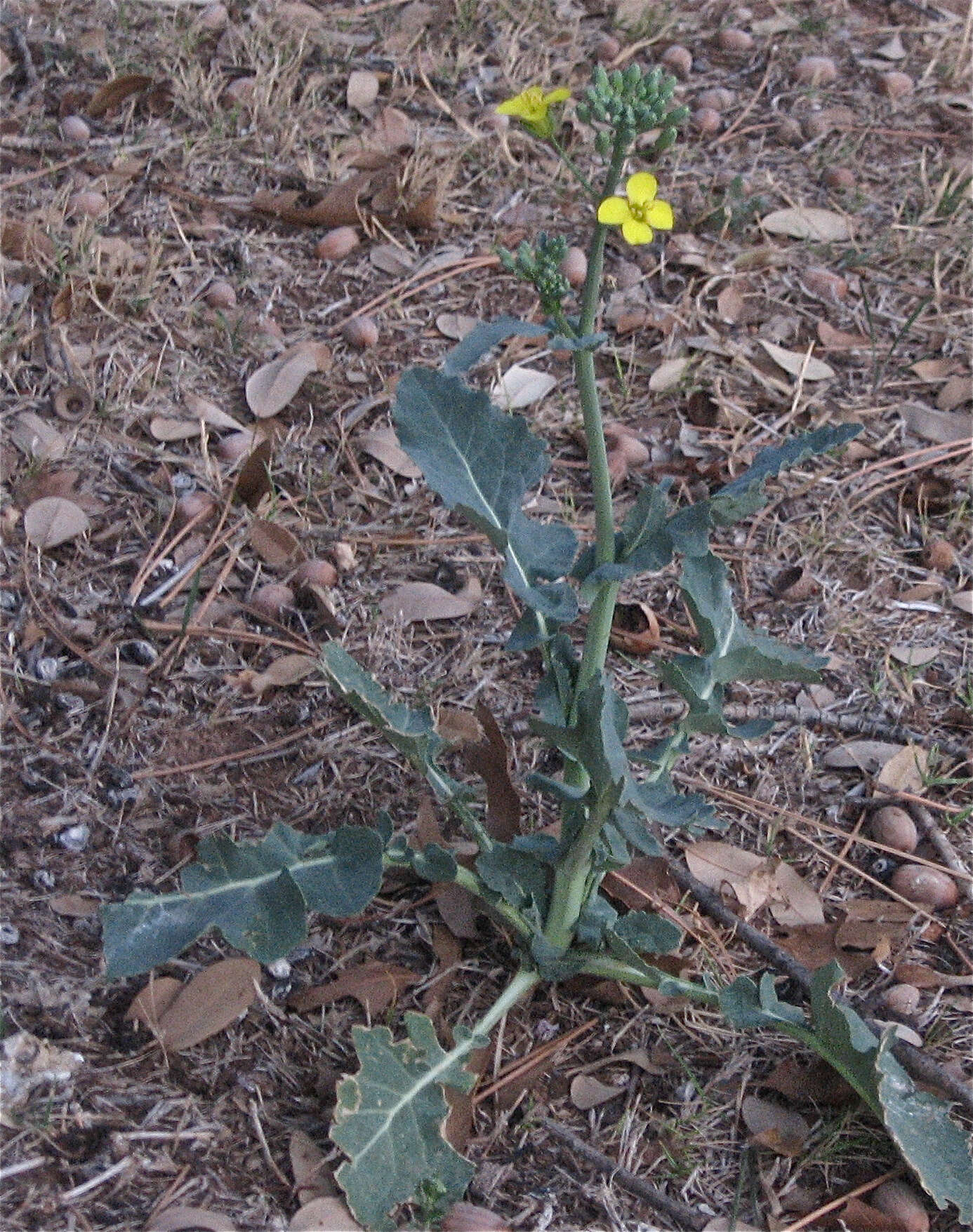 Image of common mustard