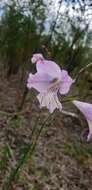 Imagem de Gladiolus gracilis Jacq.