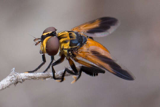 Image of Tachinid fly