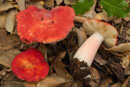 Image of Russula persicina Krombh. 1845