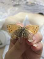 Image of Coenonympha amaryllis Cramer 1782