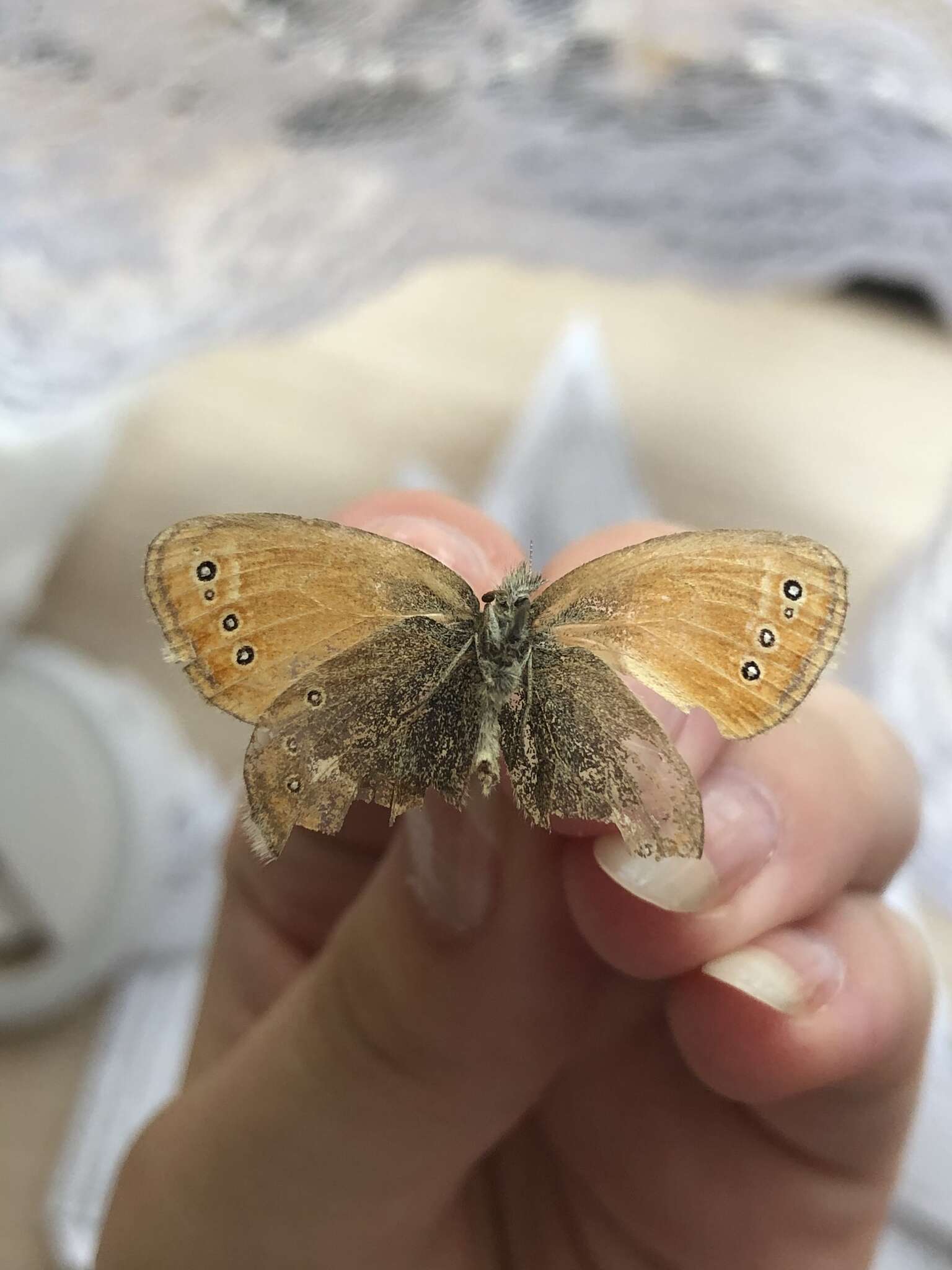 Image of Coenonympha amaryllis Cramer 1782