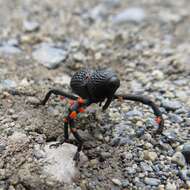 Image of Black tree weevil