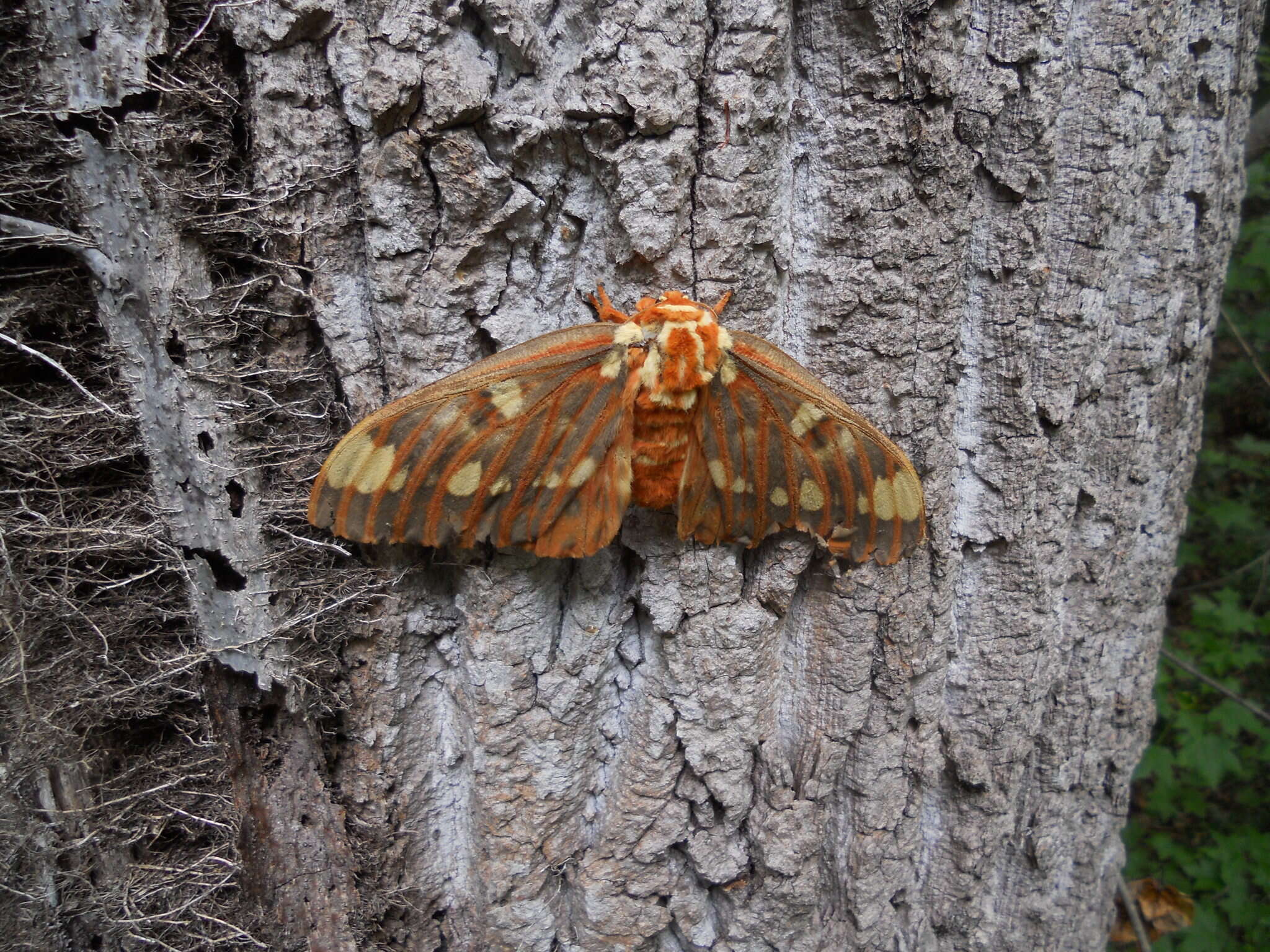 Image of Regal Moth