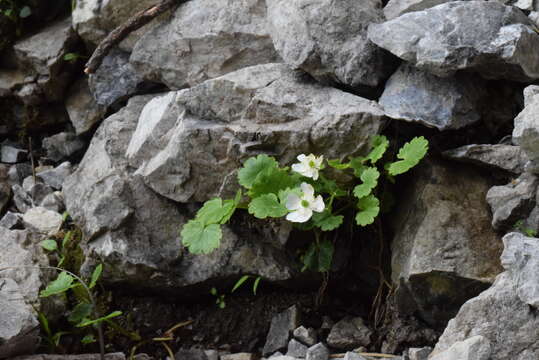 Ranunculus bilobus Bertol.的圖片