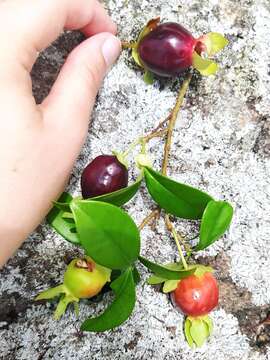 Image de Eugenia involucrata DC.