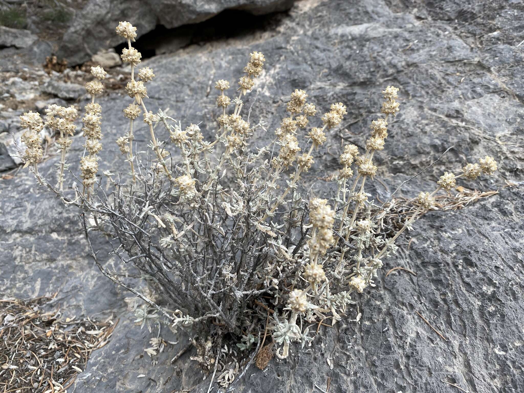 Image of Utah butterflybush