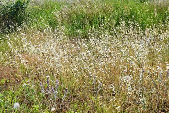 صورة Avena sterilis subsp. ludoviciana (Durieu) Gillet & Magne