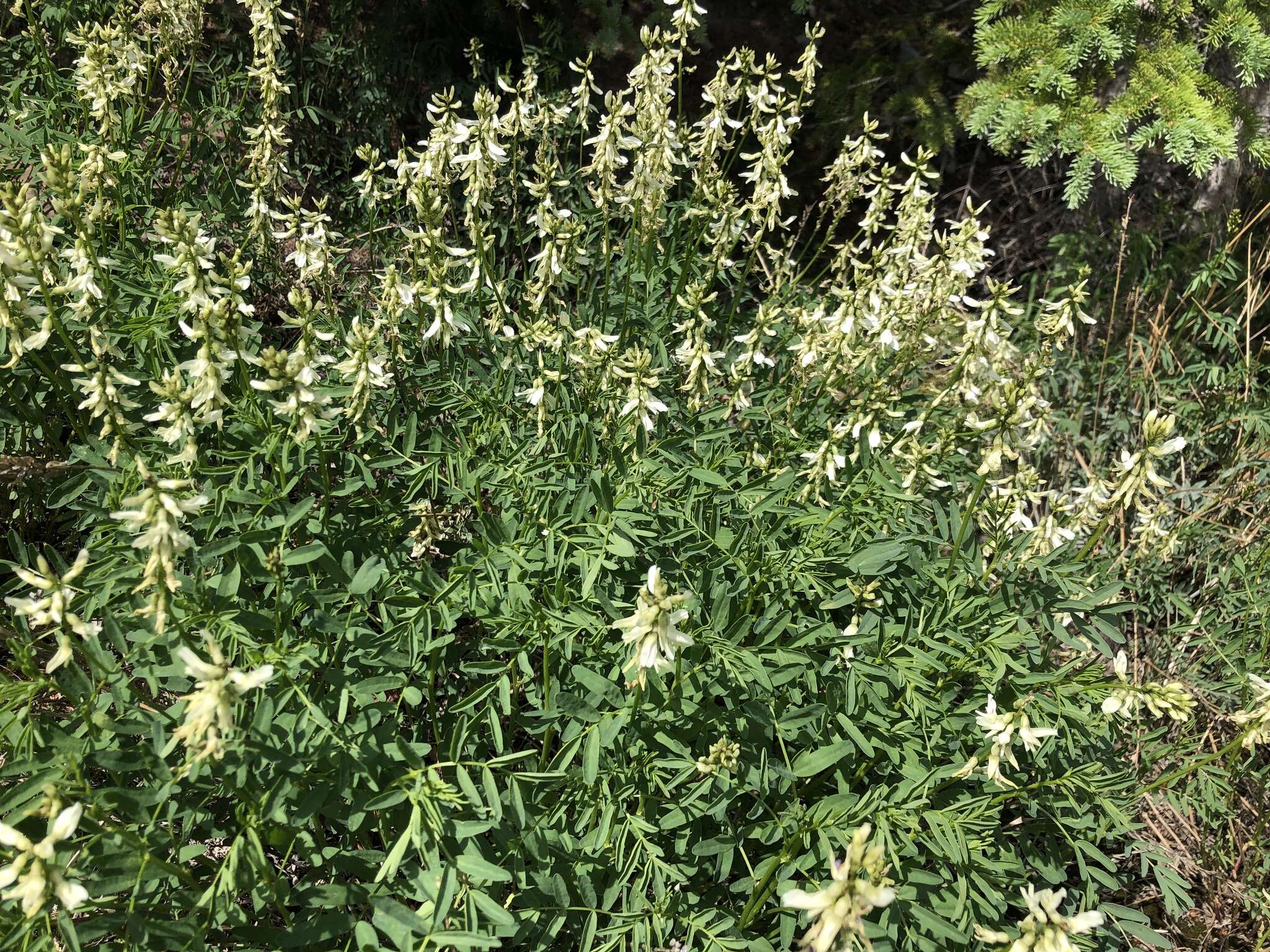 Plancia ëd Astragalus williamsii Rydb.