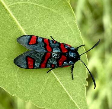 Image of Fire Grid Burnet