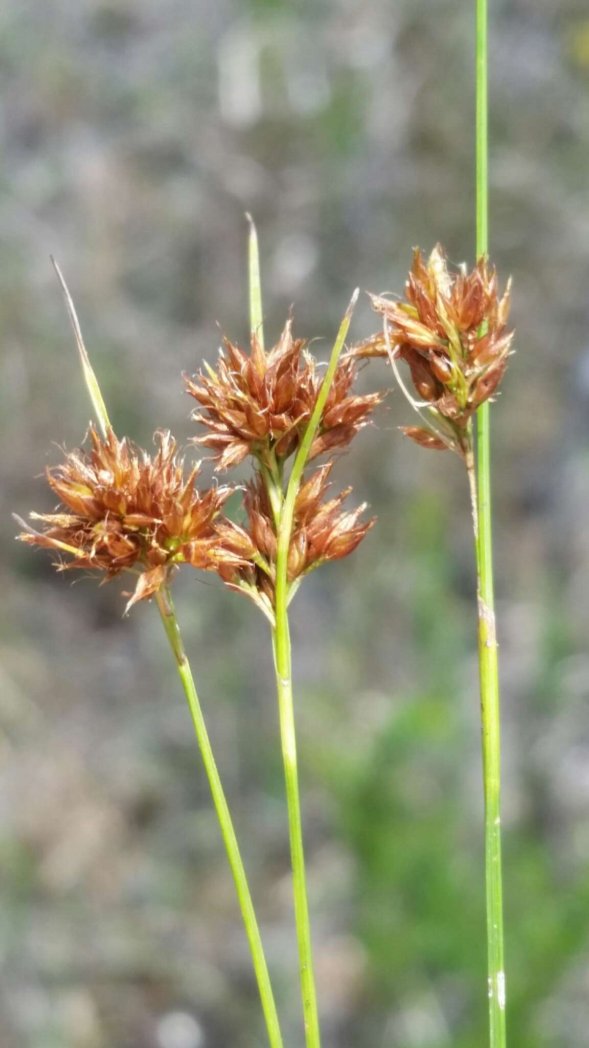 صورة Rhynchospora filifolia A. Gray