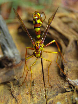 Image of Megarhyssa praecellens (Tosquinet 1889)