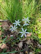 Imagem de Ornithogalum divergens Boreau