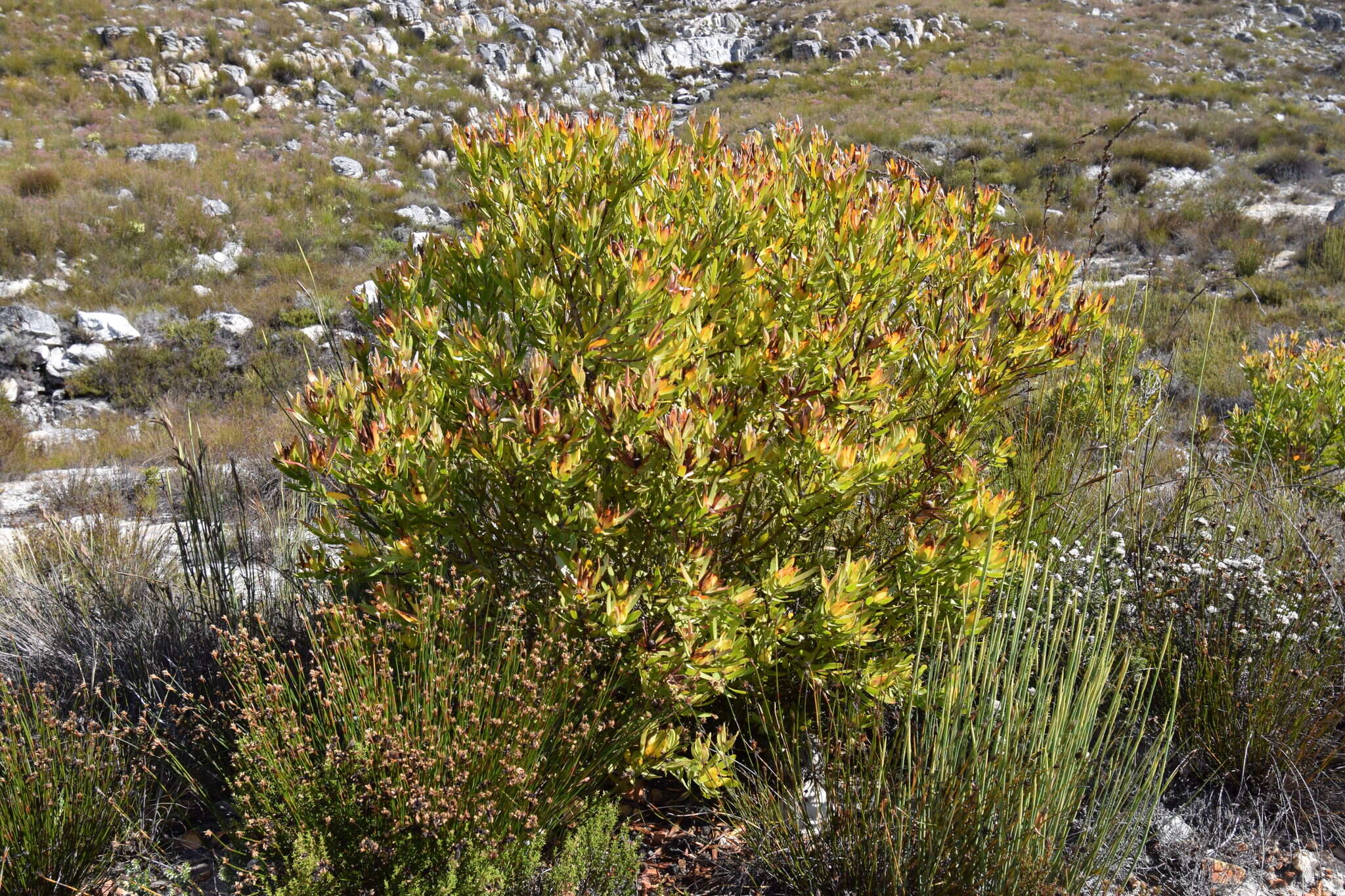 Image de Leucadendron laureolum (Lam.) Fourc.