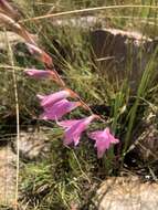 Imagem de Gladiolus varius F. Bolus