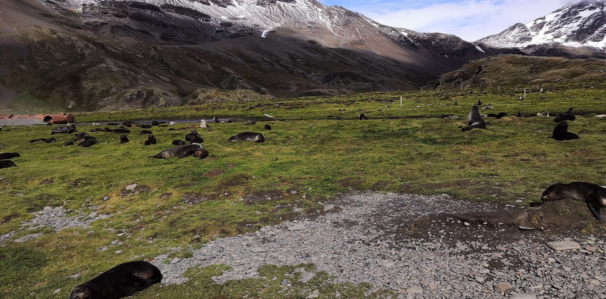 Image of Antarctic Fur Seal