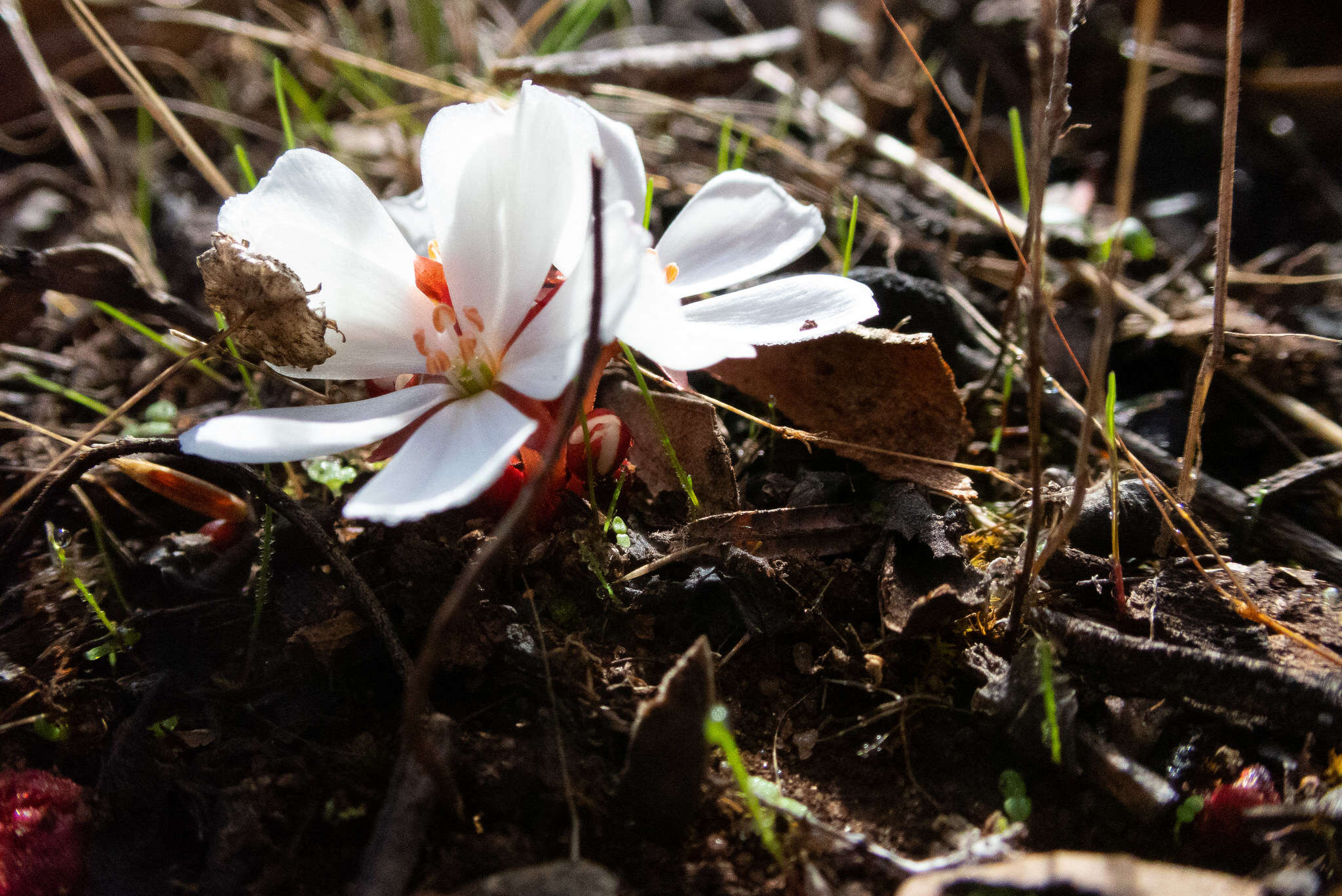 Image of Drosera rosulata Lehm.