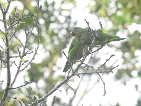 Image of Cobalt-winged Parakeet