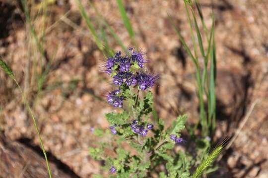 Phacelia bakeri (Brand) J. F. Macbr.的圖片