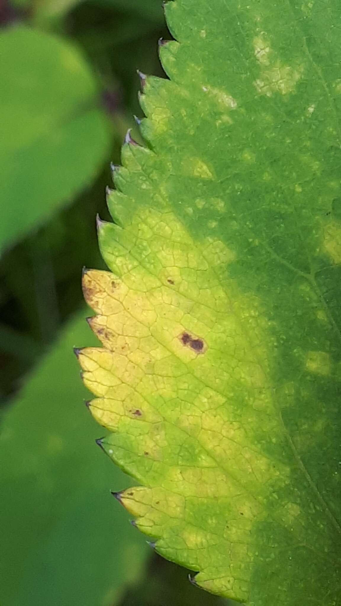 Image de Puccinia angelicae (Schumach.) Fuckel 1870