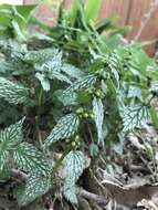 Imagem de Lamium galeobdolon subsp. flavidum (F. Herm.) Á. Löve & D. Löve